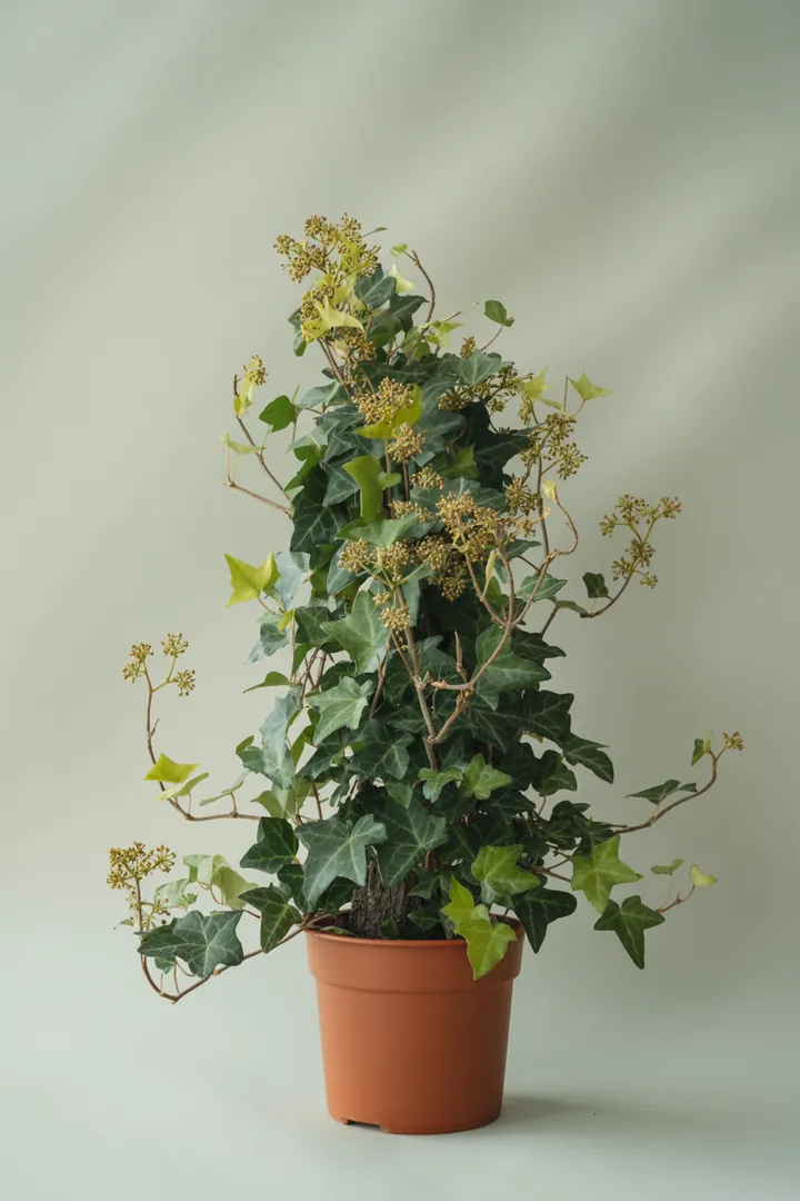 Efeu (Blüte im Herbst!) – für Garten, Beet – Standort: Halbschatten, Schatten – Wasserbedarf: mittel