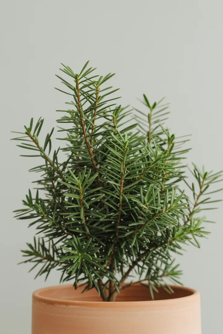 Eibe – für Garten – Standort: Halbschatten, Schatten – Wasserbedarf: wenig