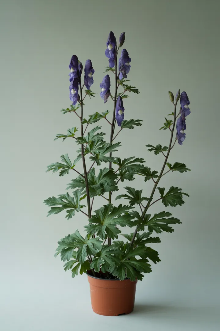 Eisenhut – für Garten, Beet – Standort: Halbschatten – Wasserbedarf: mittel