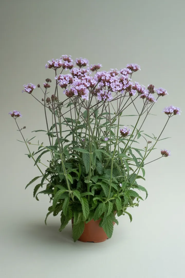 Eisenkraut (Verbena, Sommerblume) – für Balkon, Terrasse, Kübel, Garten, Beet – Standort: Sonne – Wasserbedarf: mittel