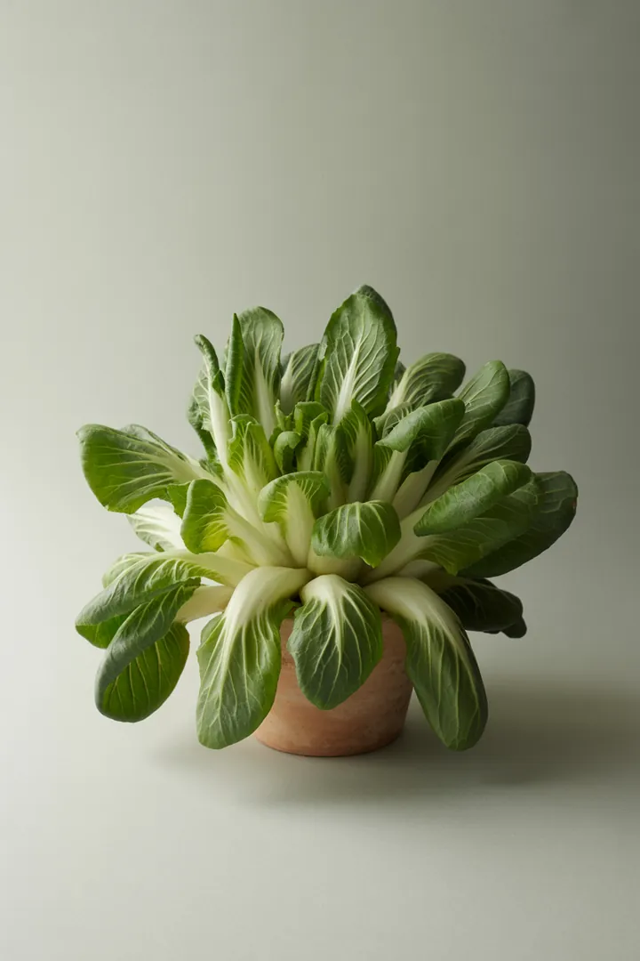 Endivie – für Hochbeet, Garten, Beet – Standort: Halbschatten – Wasserbedarf: mittel