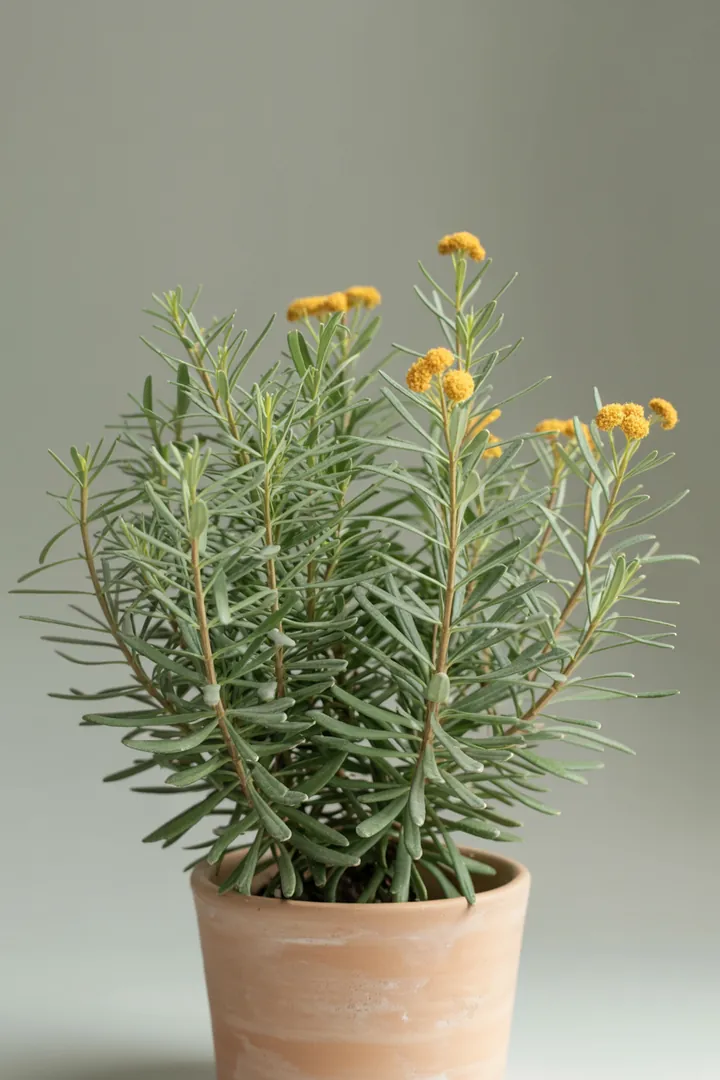 Estragon – für Balkon, Terrasse, Kübel, Garten, Beet – Standort: Sonne – Wasserbedarf: mittel