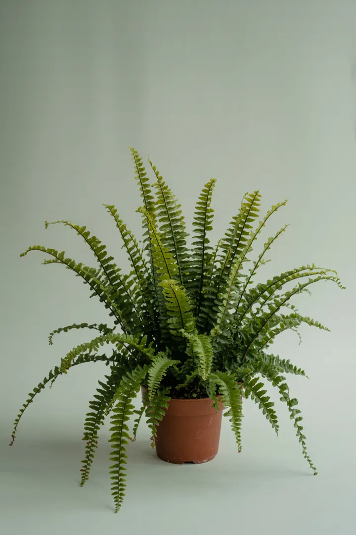 Farne (Topf) – für Balkon, Terrasse, Kübel – Standort: Schatten – Wasserbedarf: hoch