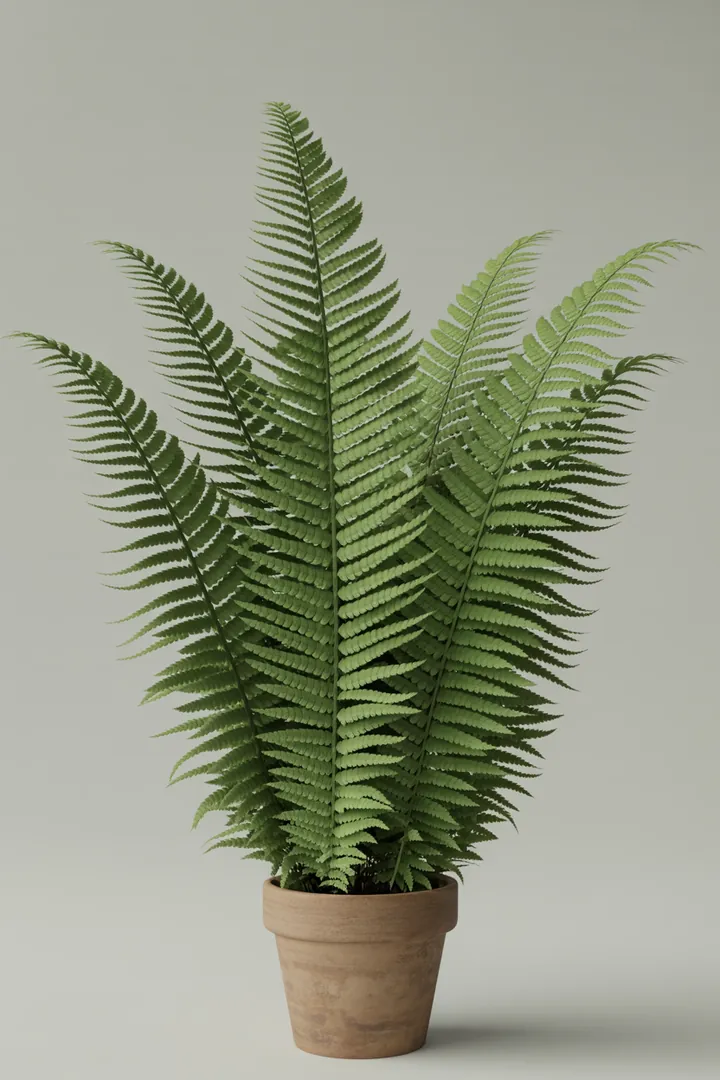 Farne (z. B. Wurmfarn) – für Garten, Beet – Standort: Schatten – Wasserbedarf: hoch