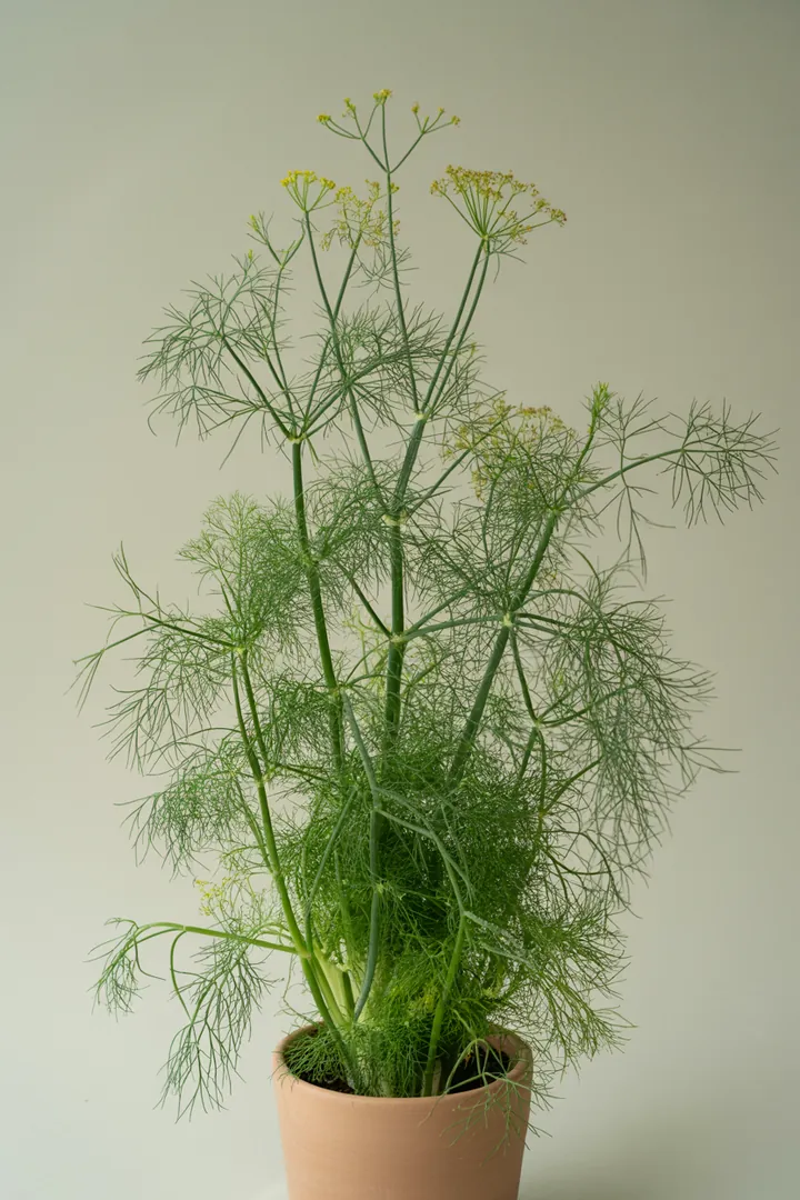 Fenchel (Gewürzfenchel) – für Balkon, Terrasse, Kübel, Hochbeet, Garten, Beet – Standort: Sonne – Wasserbedarf: mittel