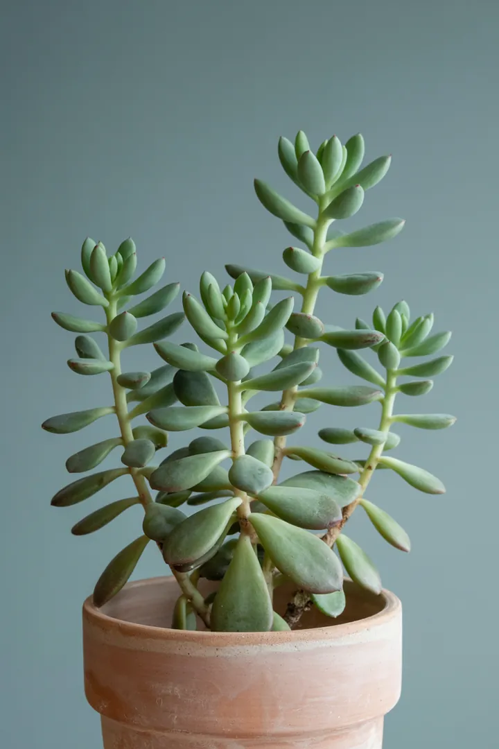 Fetthenne (Sedum) – für Balkon, Terrasse, Kübel, Garten, Beet – Standort: Sonne – Wasserbedarf: wenig