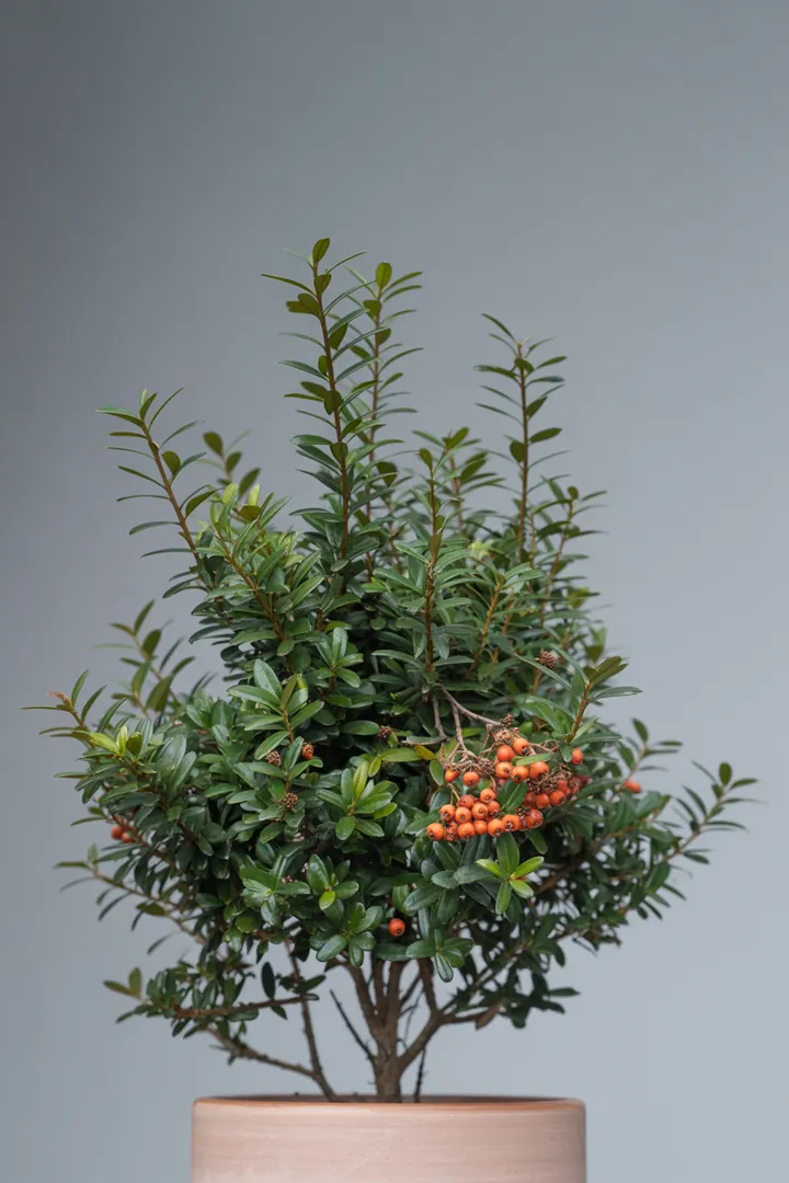 Feuerdorn – für Garten, Beet – Standort: Sonne – Wasserbedarf: wenig