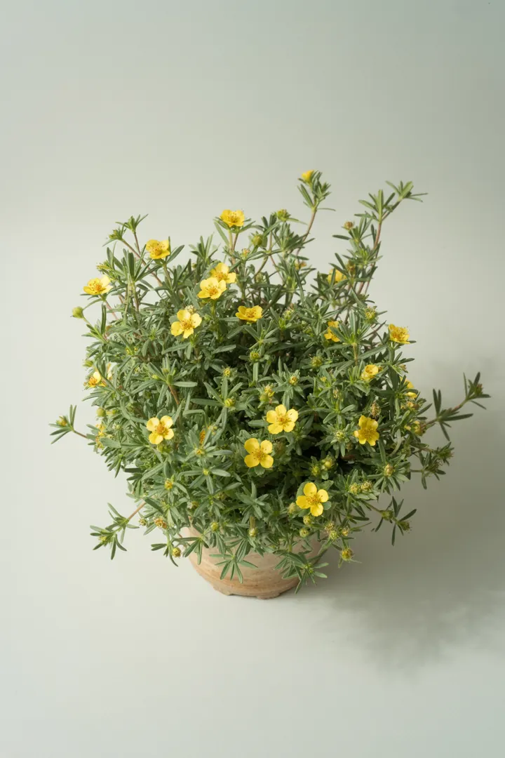 Fingerstrauch (Potentilla fruticosa) – für Garten, Beet – Standort: Sonne – Wasserbedarf: wenig