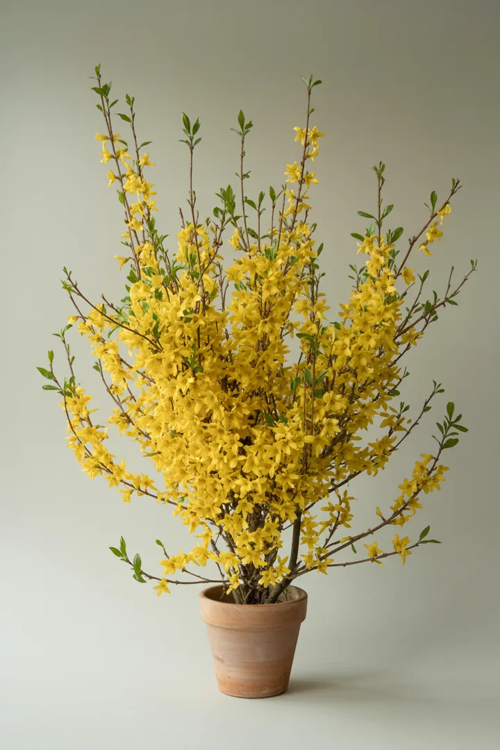 Forsythie – für Garten – Standort: Sonne – Wasserbedarf: mittel