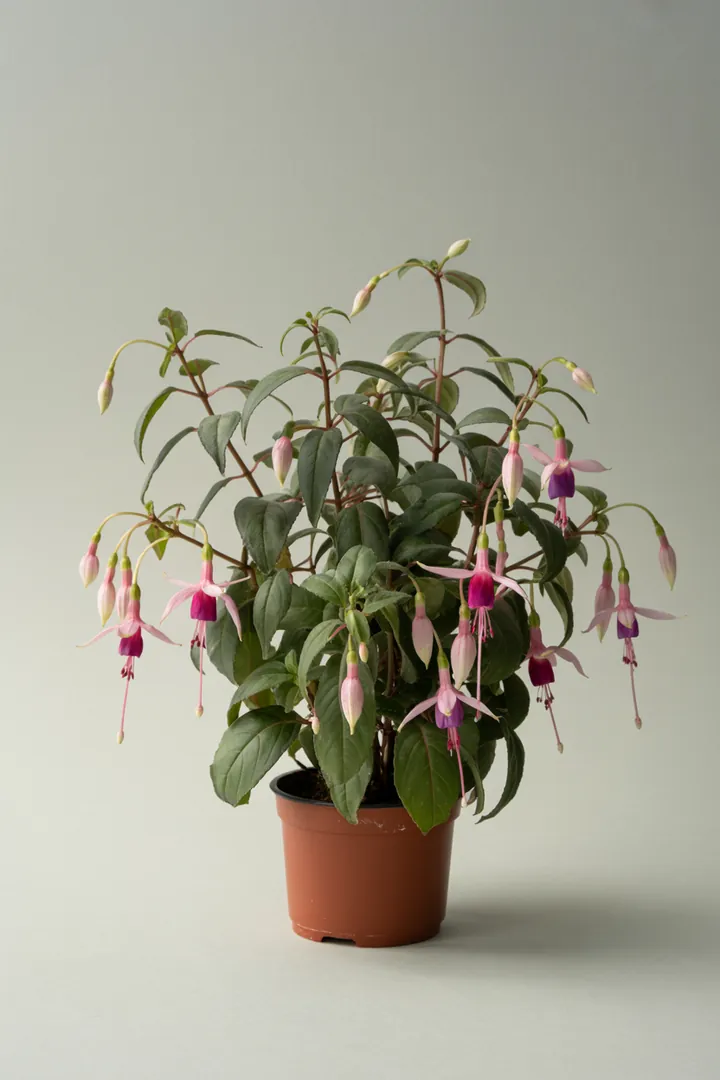 Fuchsie – für Balkon, Terrasse, Kübel, Beet – Standort: Halbschatten, Schatten – Wasserbedarf: hoch