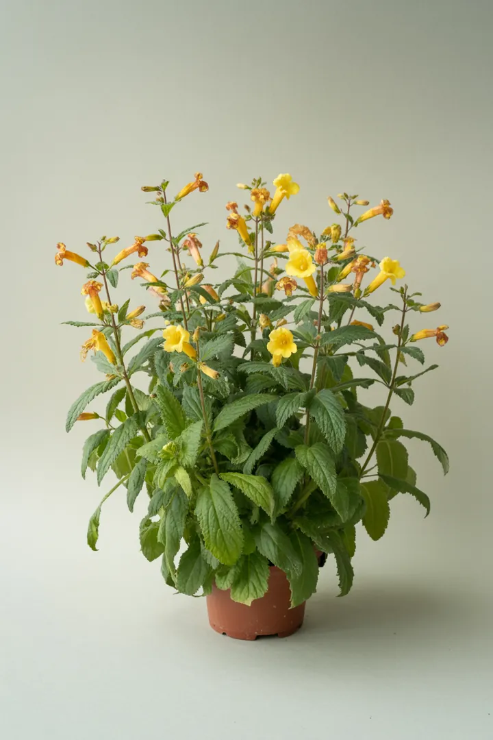 Gauklerblume (mehrjährig je nach Sorte) – für Balkon, Terrasse, Kübel, Garten, Beet – Standort: Sonne – Wasserbedarf: hoch