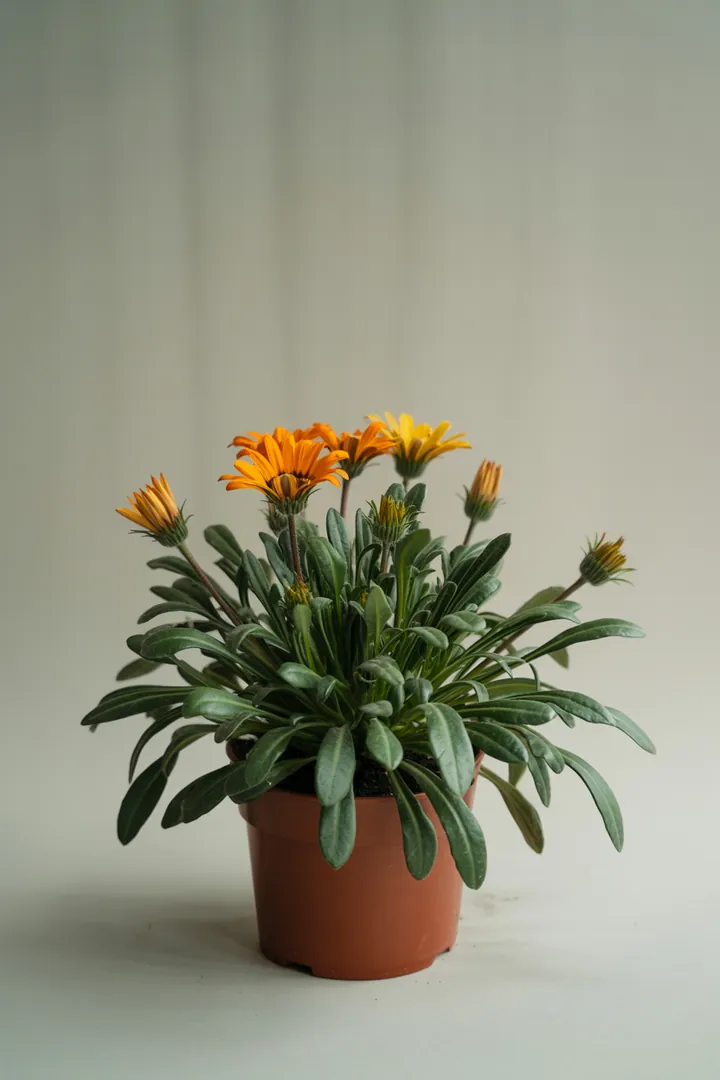 Gazanie – für Balkon, Terrasse, Kübel, Beet – Standort: Sonne – Wasserbedarf: wenig