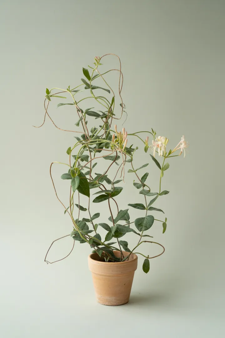 Geißblatt (Lonicera) – für Garten – Standort: Sonne, Halbschatten – Wasserbedarf: mittel