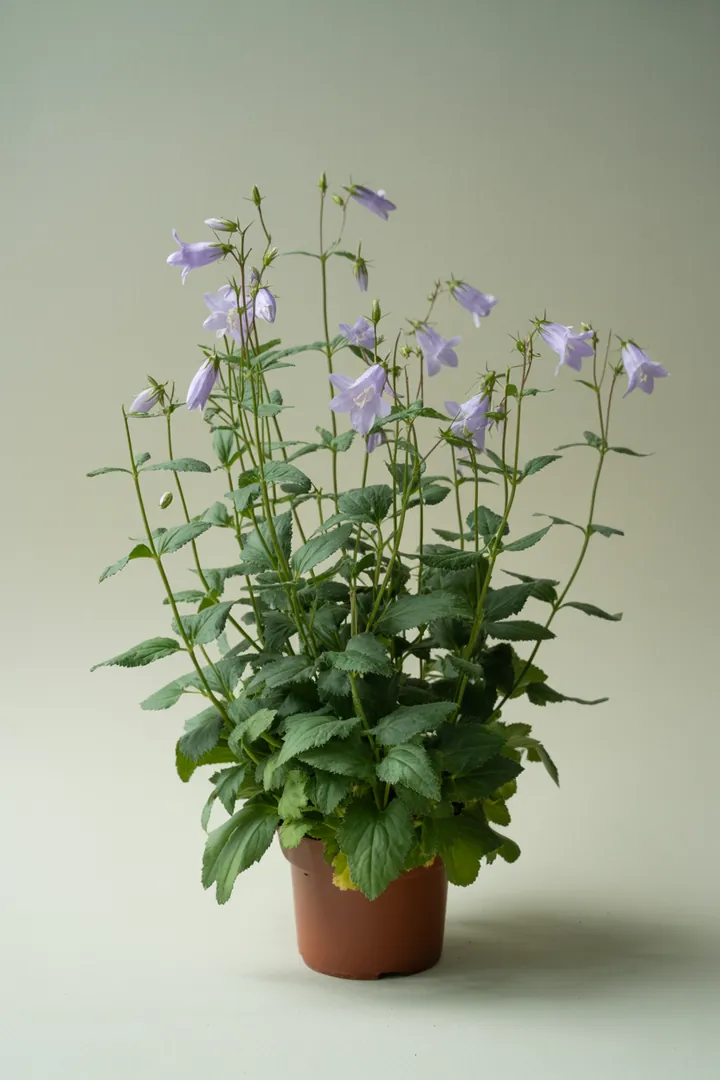 Glockenblume – für Balkon, Terrasse, Kübel, Garten, Beet – Standort: Halbschatten – Wasserbedarf: mittel