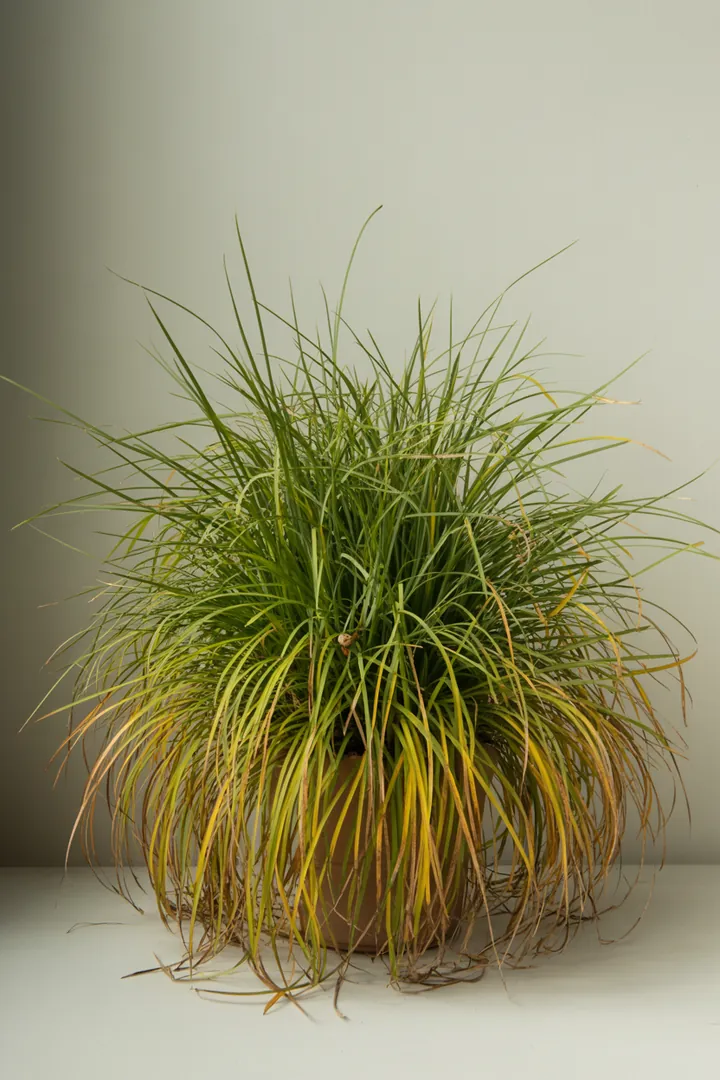 Gold-Segge (Carex elata ‘Aurea’) – für Kübel, Garten, Beet – Standort: Halbschatten – Wasserbedarf: hoch