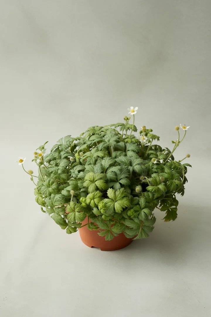 Golderdbeere (Waldsteinia) – für Garten, Beet – Standort: Halbschatten, Schatten – Wasserbedarf: mittel