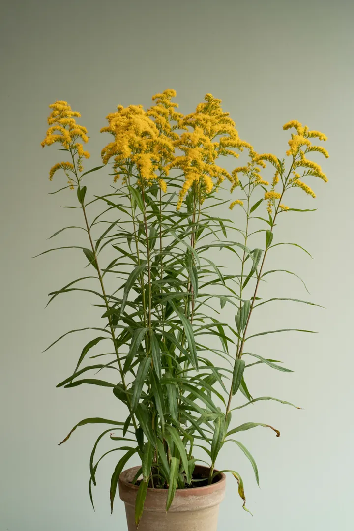 Goldrute – für Garten, Beet – Standort: Sonne – Wasserbedarf: mittel