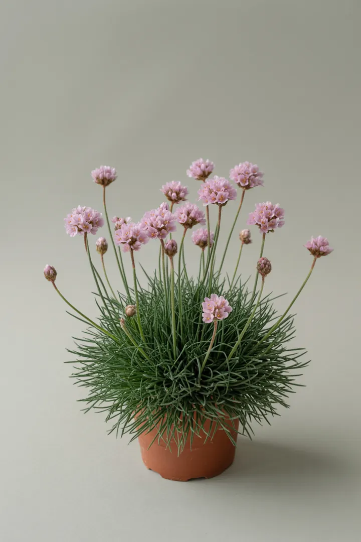 Grasnelke (Armeria, grasartig) – für Kübel, Garten, Beet – Standort: Sonne – Wasserbedarf: wenig
