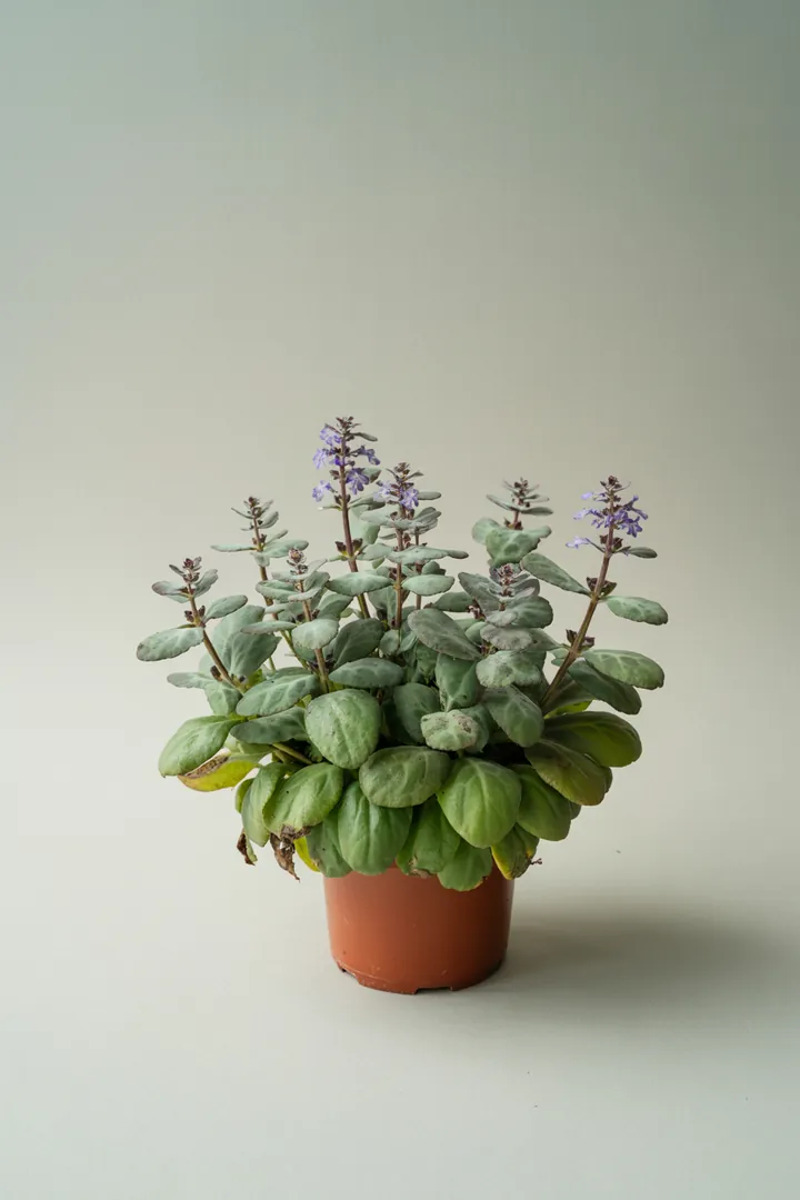 Günsel (Ajuga reptans) – für Garten, Beet – Standort: Halbschatten, Schatten – Wasserbedarf: mittel