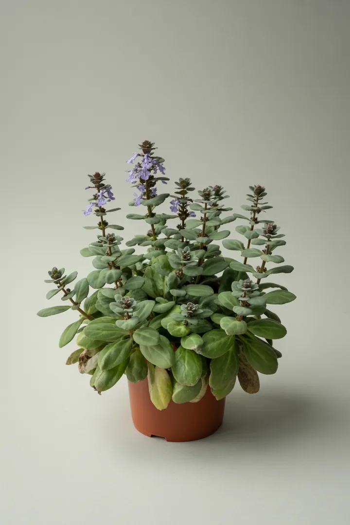 Günsel (Ajuga) – für Garten, Beet – Standort: Halbschatten – Wasserbedarf: mittel