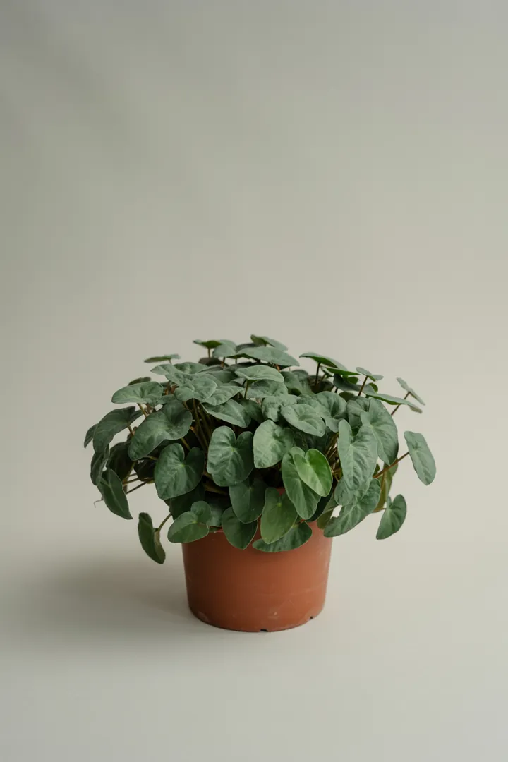 Haselwurz – für Garten, Beet – Standort: Schatten – Wasserbedarf: mittel