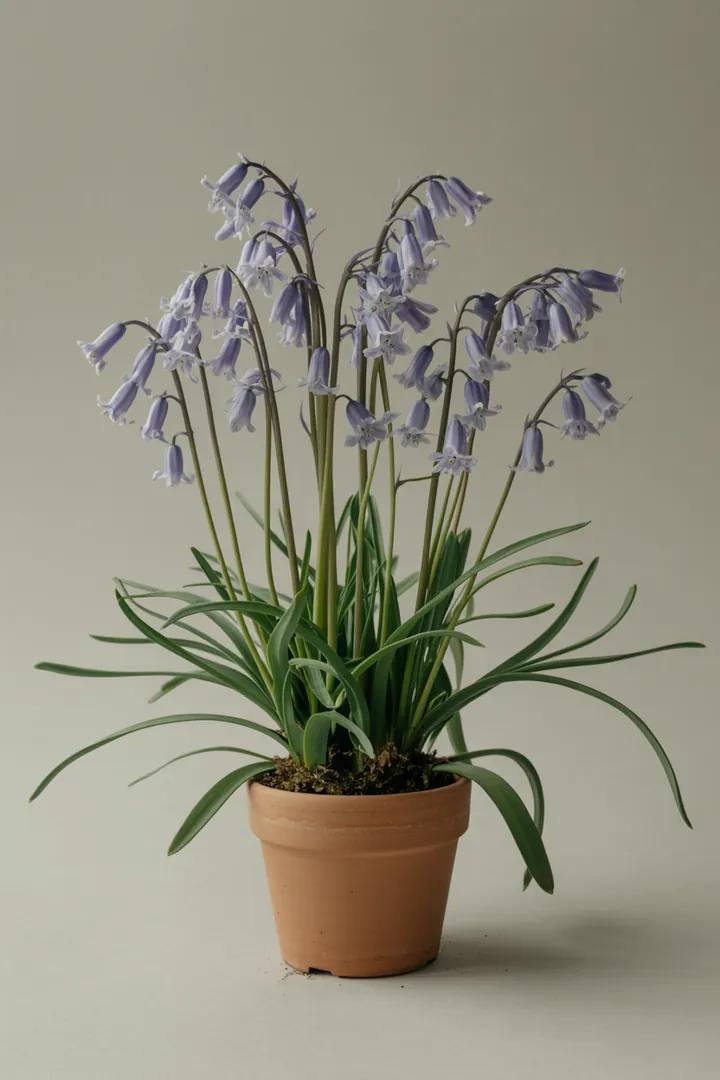 Hasenglöckchen (Hyacinthoides) – für Garten, Beet – Standort: Halbschatten – Wasserbedarf: mittel