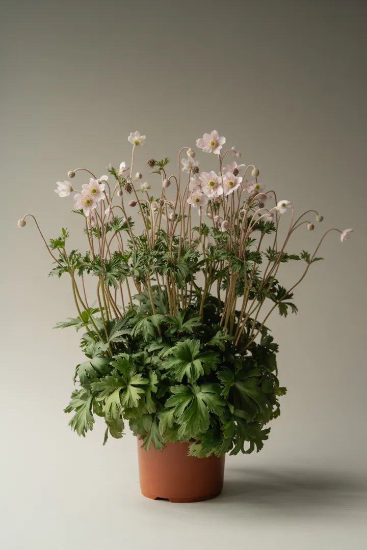 Herbst-Anemone – für Garten, Beet – Standort: Sonne, Halbschatten – Wasserbedarf: mittel