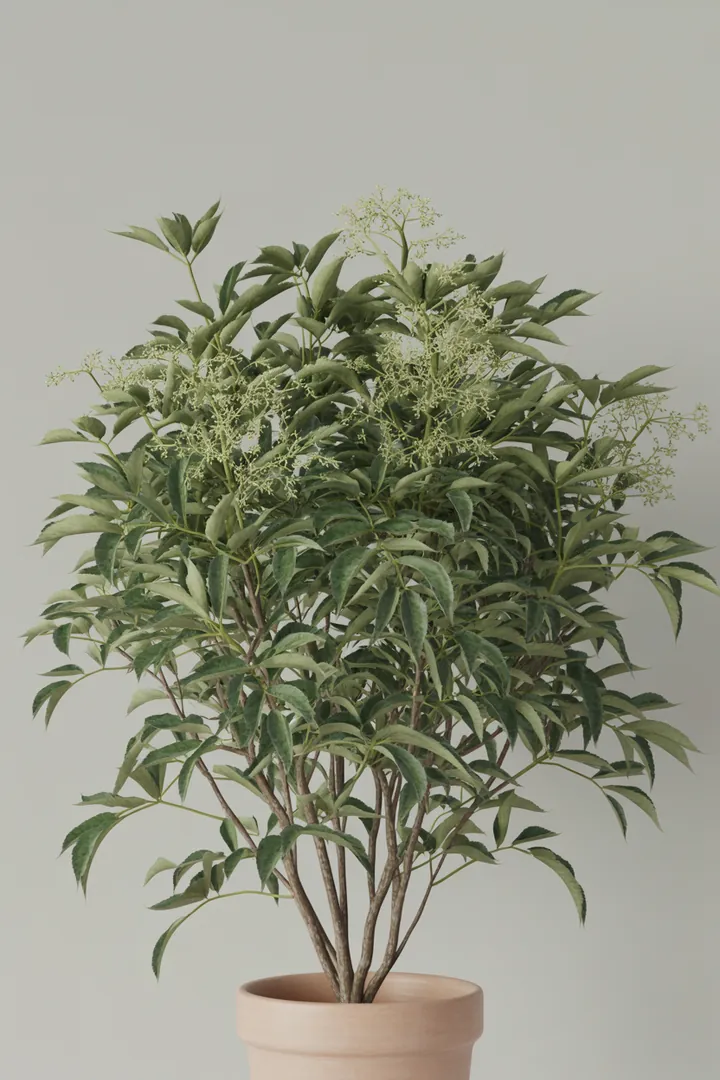 Holunder – für Garten – Standort: Sonne, Halbschatten, Schatten – Wasserbedarf: mittel