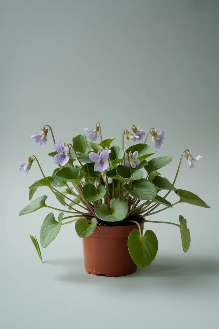 Hornveilchen (mehrjährig je nach Sorte) – für Balkon, Terrasse, Kübel, Garten, Beet – Standort: Halbschatten – Wasserbedarf: mittel