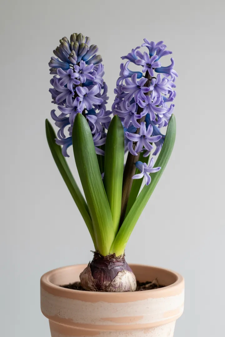 Hyazinthe – für Kübel, Garten, Beet – Standort: Sonne, Halbschatten – Wasserbedarf: mittel