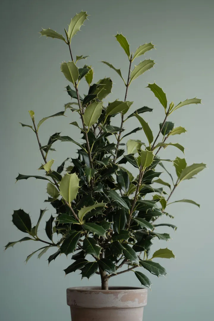 Ilex/Stechpalme – für Garten – Standort: Halbschatten, Schatten – Wasserbedarf: mittel