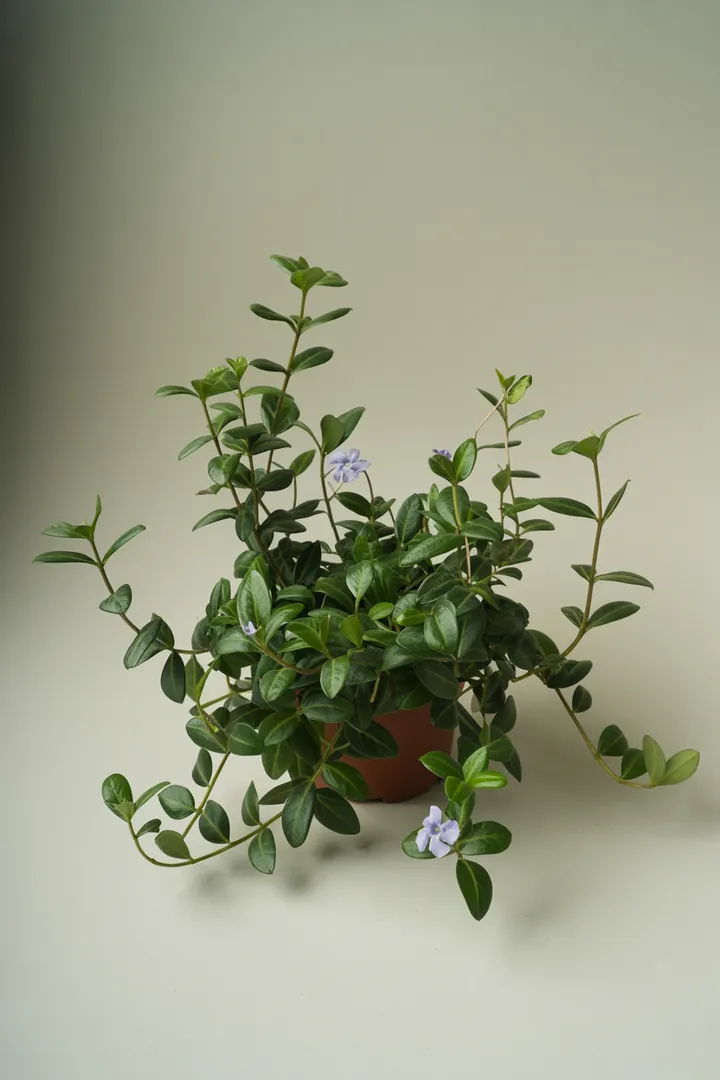 Immergrün (Vinca minor) – für Garten, Beet – Standort: Halbschatten, Schatten – Wasserbedarf: mittel