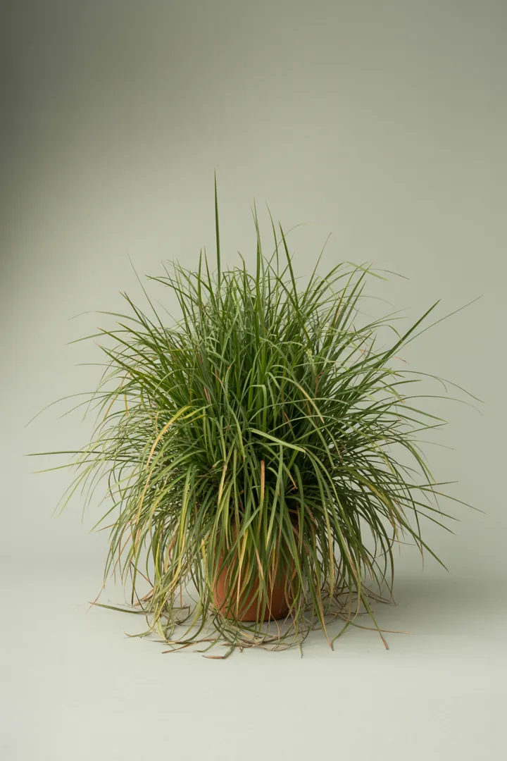 Japan-Segge (Carex morrowii) – für Kübel, Garten, Beet – Standort: Halbschatten – Wasserbedarf: mittel