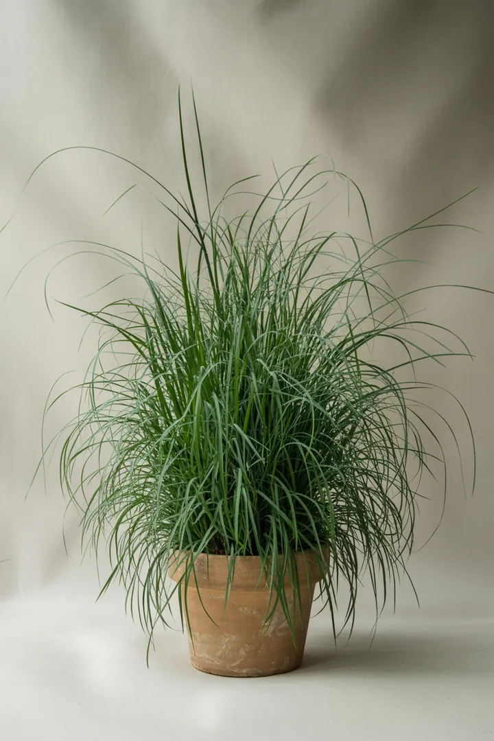 Japan-Segge (Carex) – für Balkon, Terrasse, Kübel, Garten, Beet – Standort: Halbschatten – Wasserbedarf: mittel