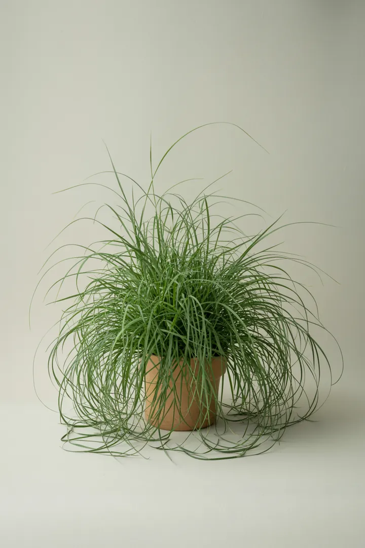 Japan-Waldgras (Hakonechloa macra) – für Kübel, Garten, Beet – Standort: Halbschatten, Schatten – Wasserbedarf: mittel