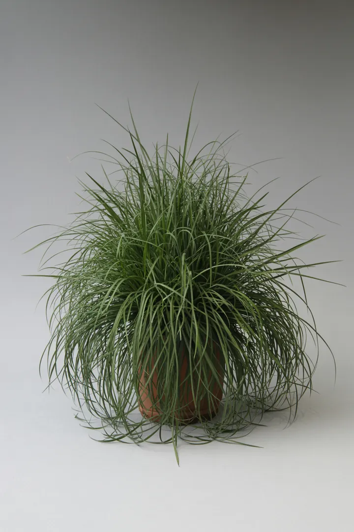 Japanische Segge (Carex, bodendeckend) – für Kübel, Garten, Beet – Standort: Schatten – Wasserbedarf: mittel