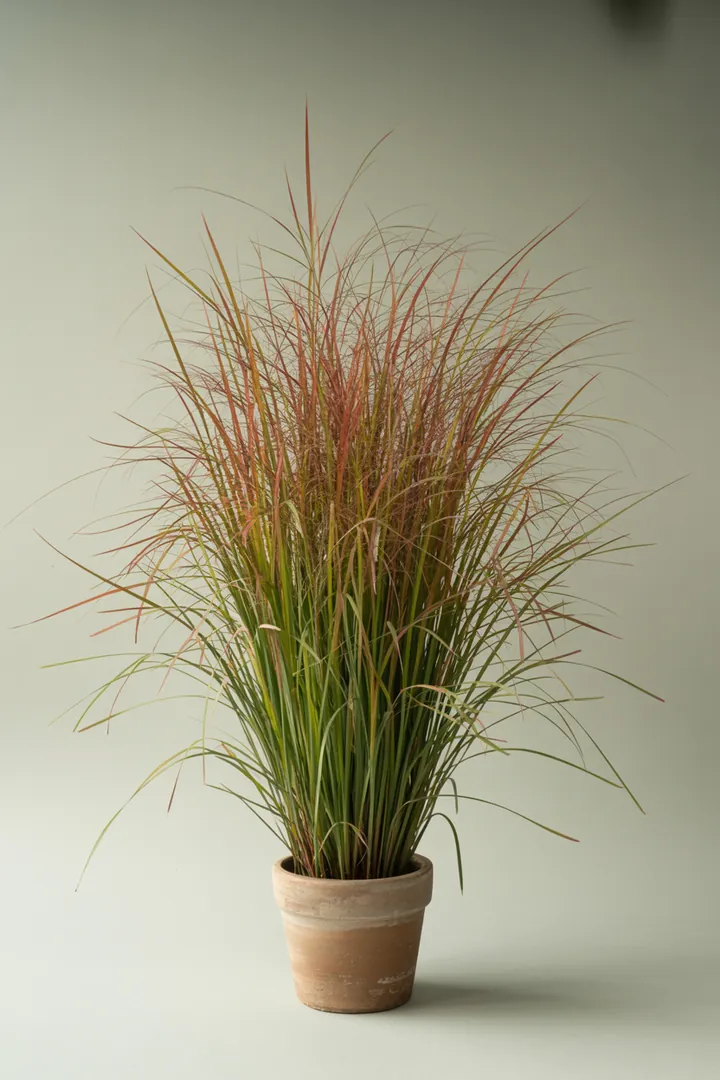 Japanisches Blutgras (Imperata cylindrica) – für Kübel, Garten, Beet – Standort: Sonne – Wasserbedarf: mittel