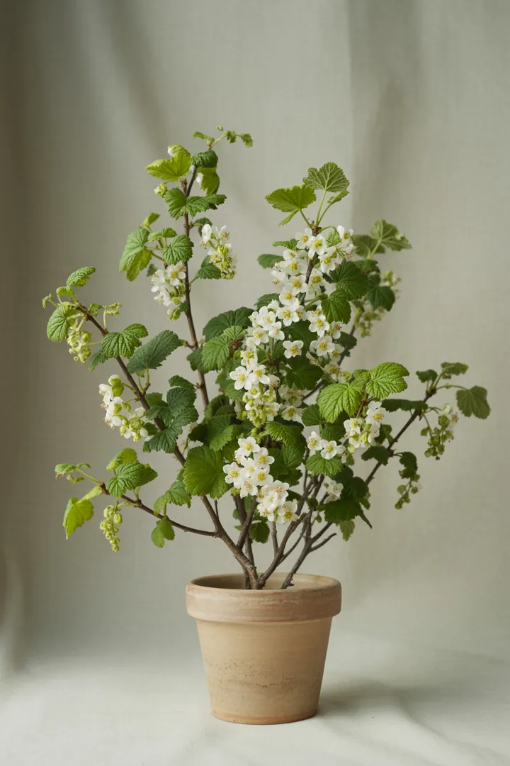 Johannisbeere (Blüten) – für Hochbeet, Garten, Beet – Standort: Halbschatten – Wasserbedarf: mittel