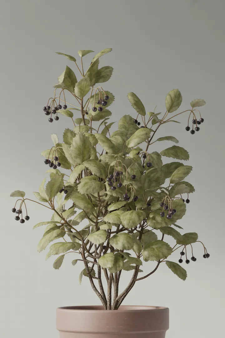 Jostabeere – für Garten, Beet – Standort: Sonne, Halbschatten – Wasserbedarf: mittel