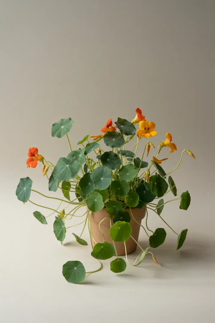 Kapuzinerkresse (einjährig) – für Balkon, Terrasse, Kübel, Hochbeet, Garten, Beet – Standort: Halbschatten – Wasserbedarf: mittel