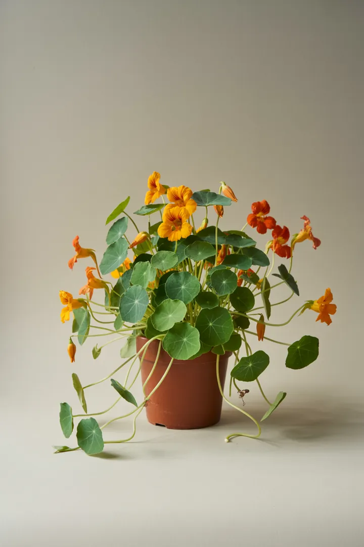 Kapuzinerkresse – für Balkon, Terrasse, Kübel, Hochbeet, Garten, Beet – Standort: Sonne, Halbschatten – Wasserbedarf: mittel