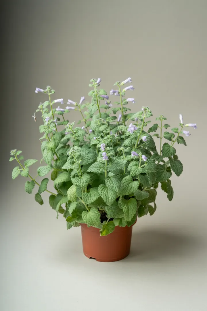 Katzenminze – für Balkon, Terrasse, Kübel, Garten, Beet – Standort: Sonne, Halbschatten – Wasserbedarf: wenig