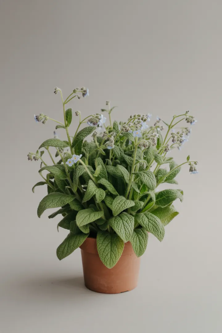 Kaukasus-Vergissmeinnicht – für Garten, Beet – Standort: Halbschatten, Schatten – Wasserbedarf: mittel