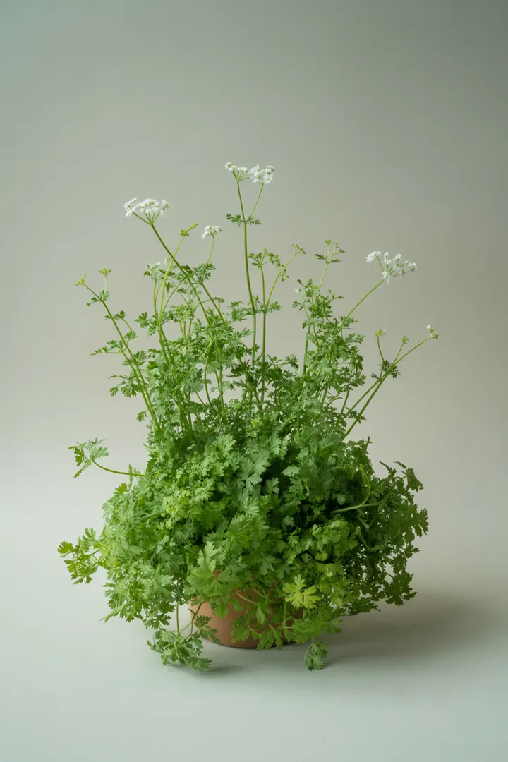Kerbel – für Balkon, Terrasse, Kübel, Hochbeet, Garten, Beet – Standort: Halbschatten – Wasserbedarf: mittel