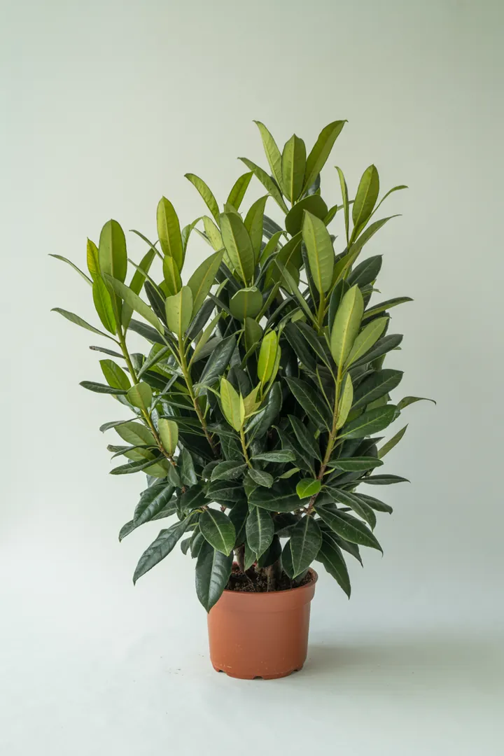 Kirschlorbeer – für Garten – Standort: Sonne – Wasserbedarf: mittel