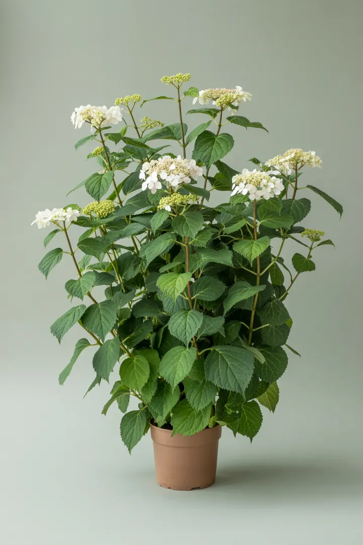 Kletterhortensie (sonnig mit genug Wasser) – für Garten – Standort: Sonne – Wasserbedarf: hoch