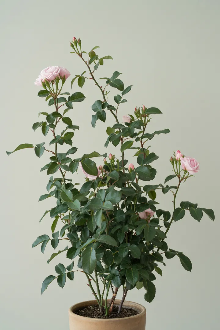 Kletterrose – für Garten – Standort: Sonne – Wasserbedarf: mittel