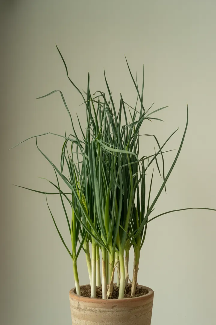 Knoblauch (Zier-/Speiseknoblauch) – für Kübel, Hochbeet, Garten, Beet – Standort: Sonne – Wasserbedarf: mittel