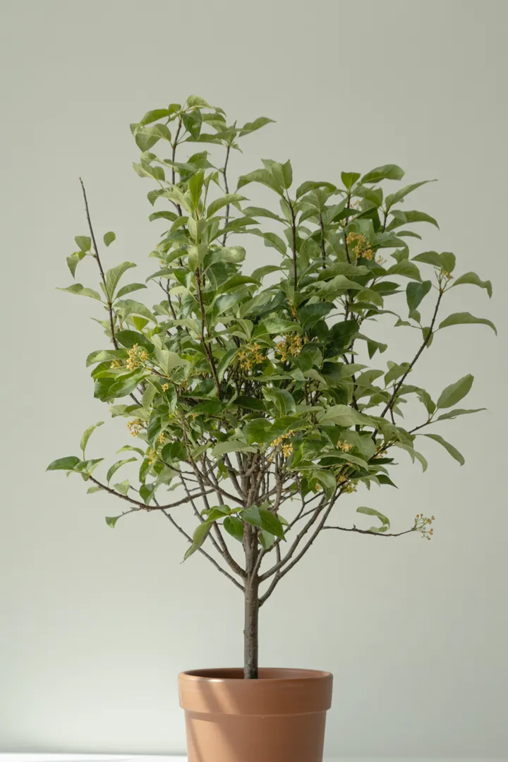 Kornelkirsche Baum – für Garten – Standort: Halbschatten – Wasserbedarf: mittel