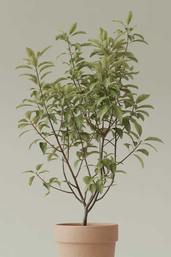 Kornelkirsche – für Garten, Beet – Standort: Halbschatten – Wasserbedarf: wenig